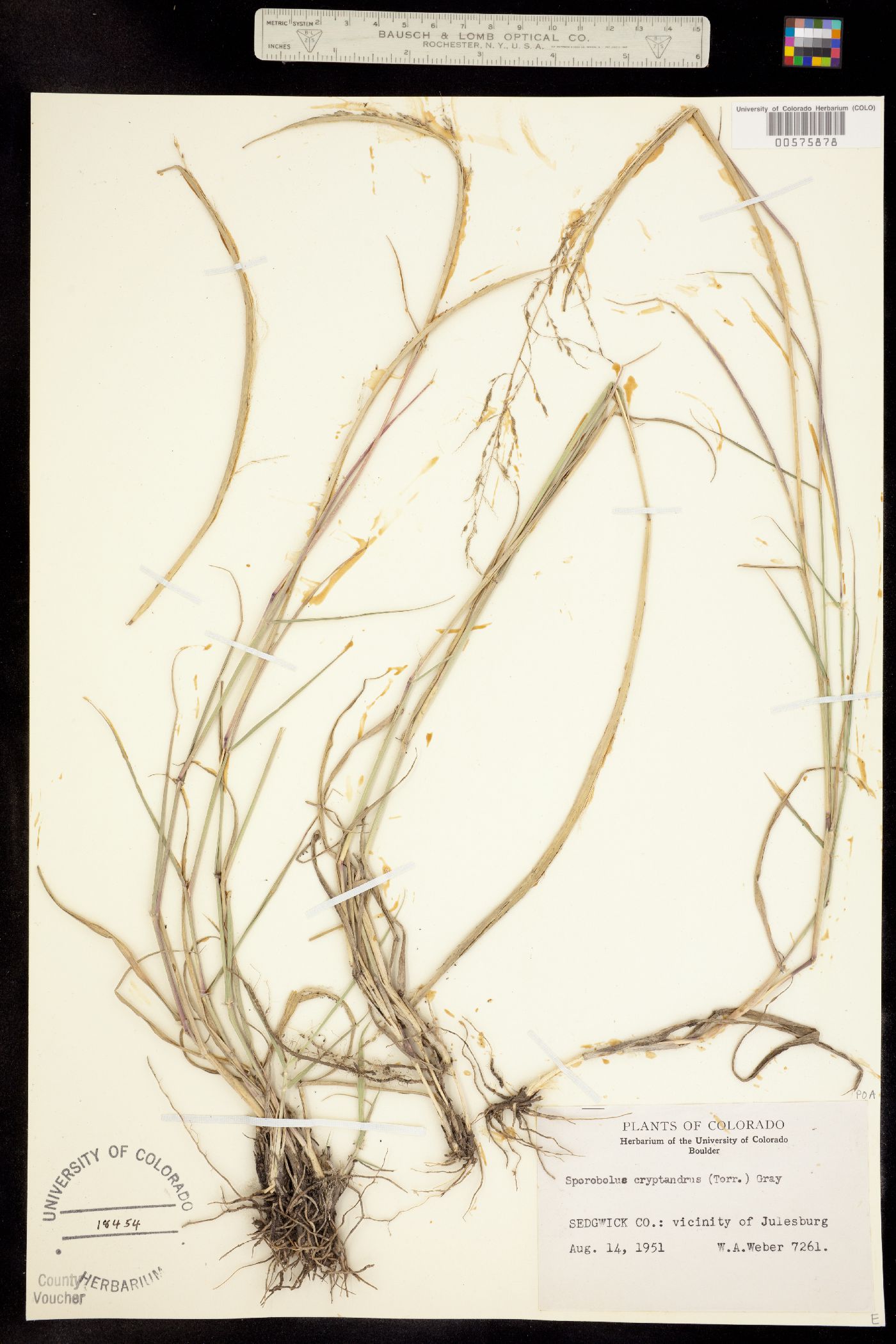 Sporobolus cryptandrus image
