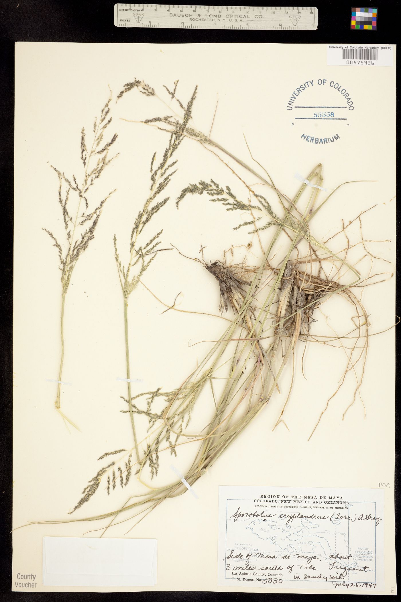 Sporobolus image
