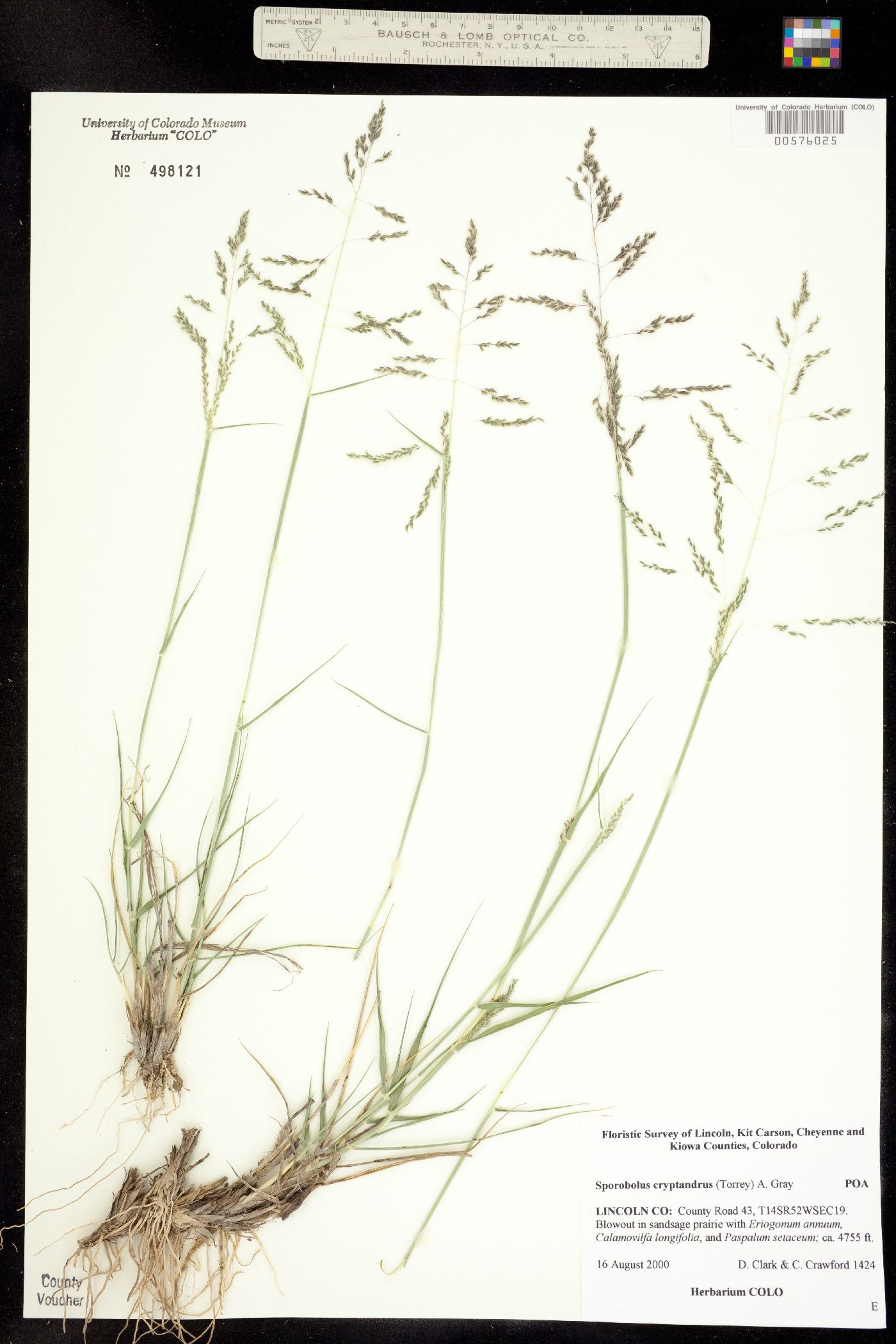 Sporobolus cryptandrus image
