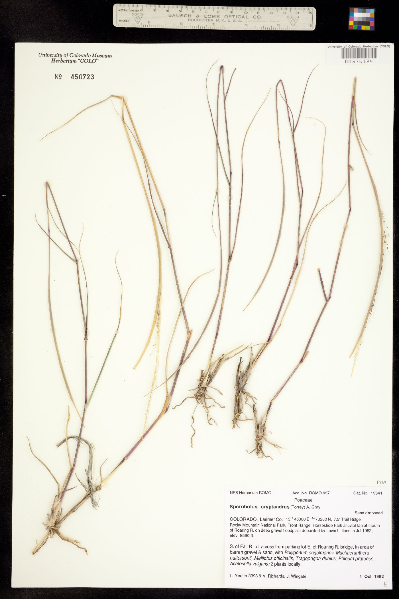 Sporobolus cryptandrus image