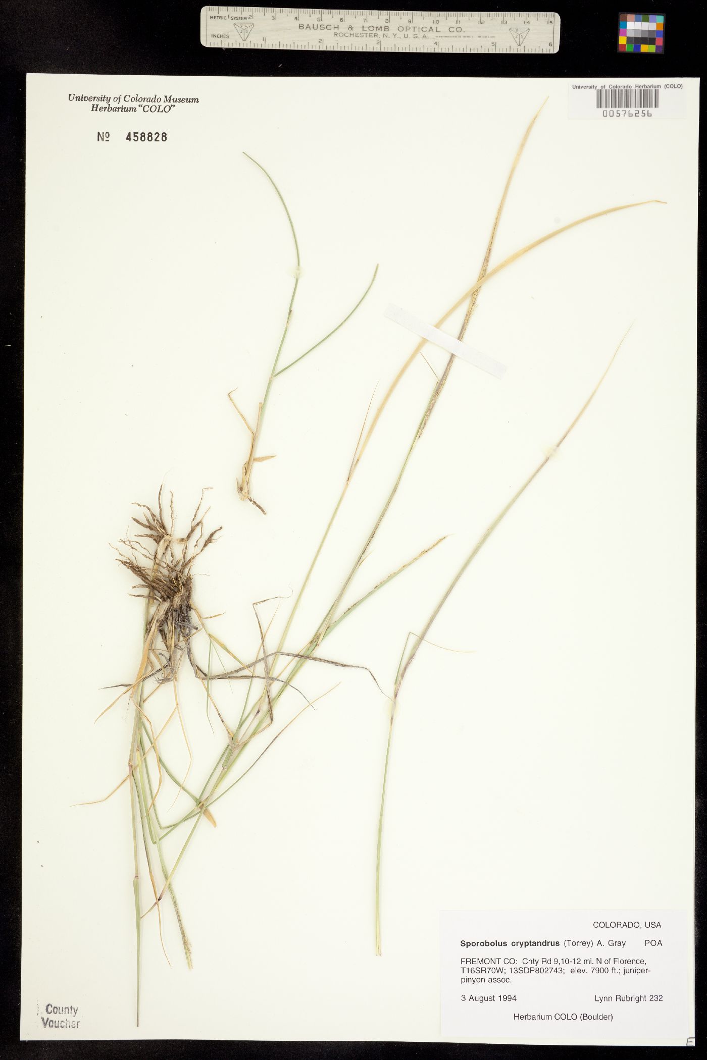 Sporobolus cryptandrus image