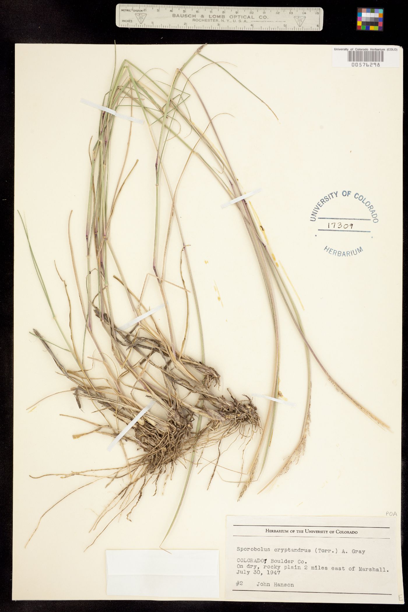 Sporobolus cryptandrus image