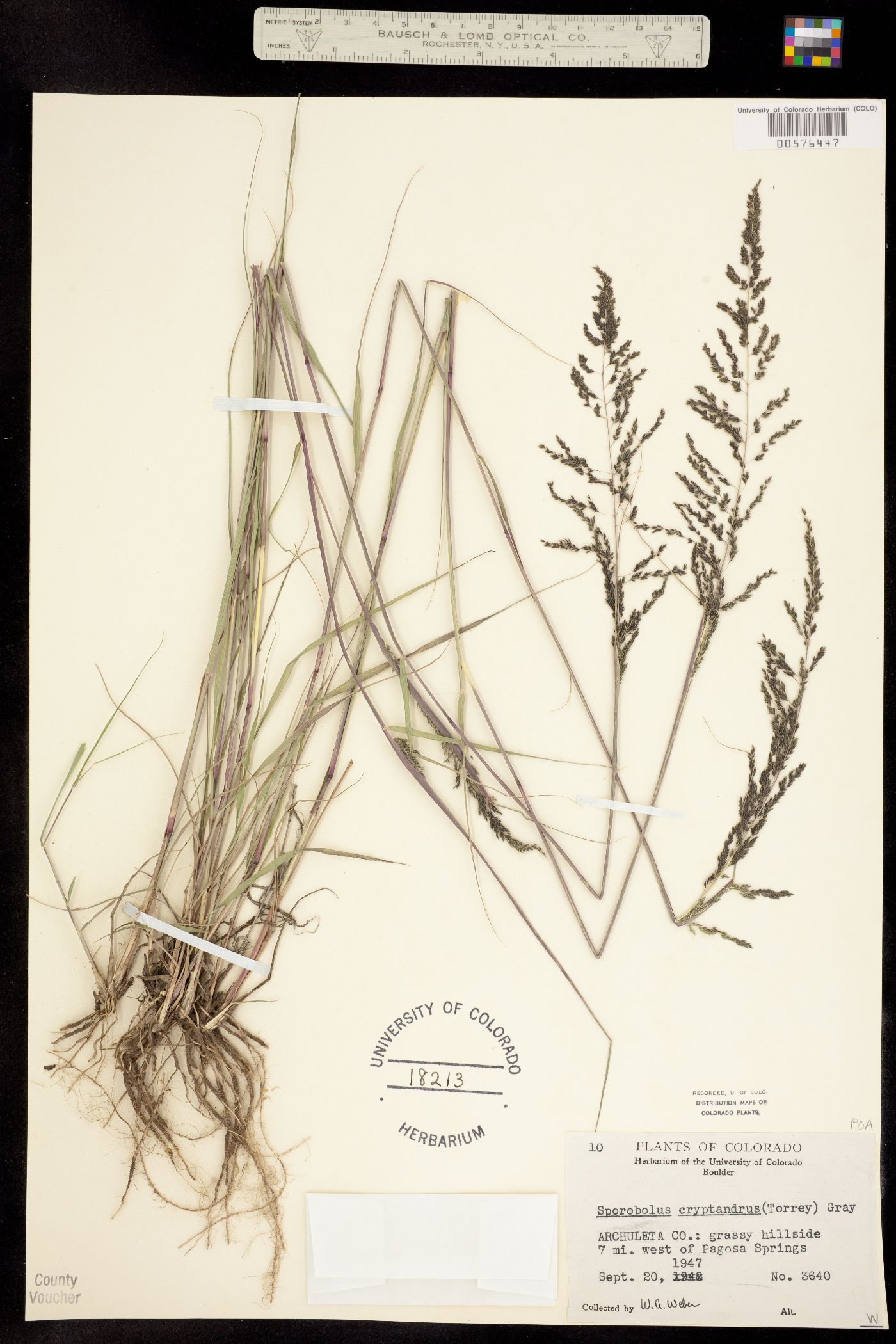 Sporobolus image