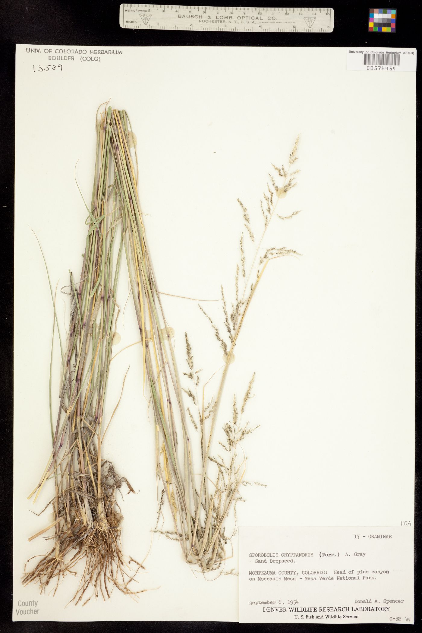 Sporobolus cryptandrus image