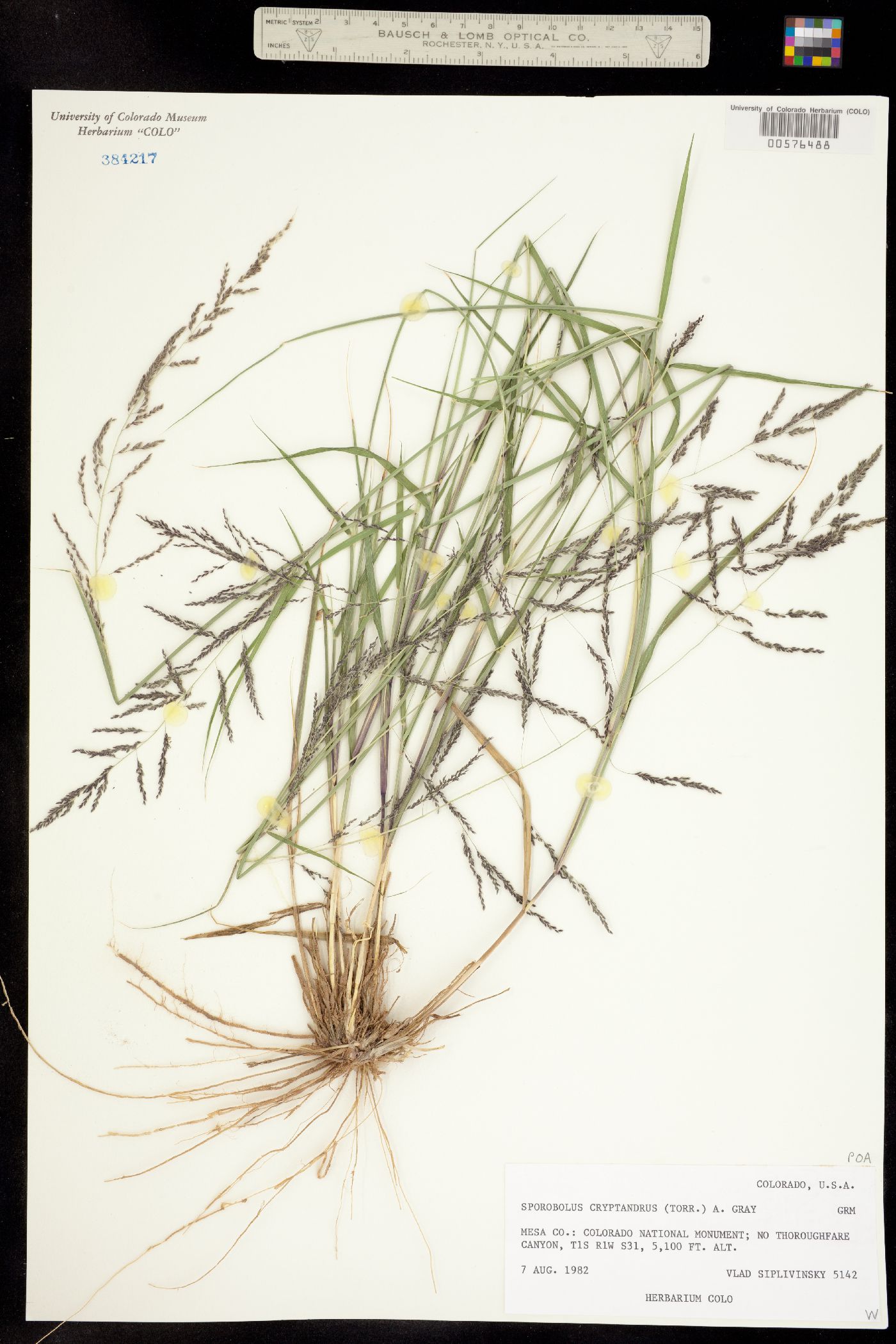 Sporobolus cryptandrus image