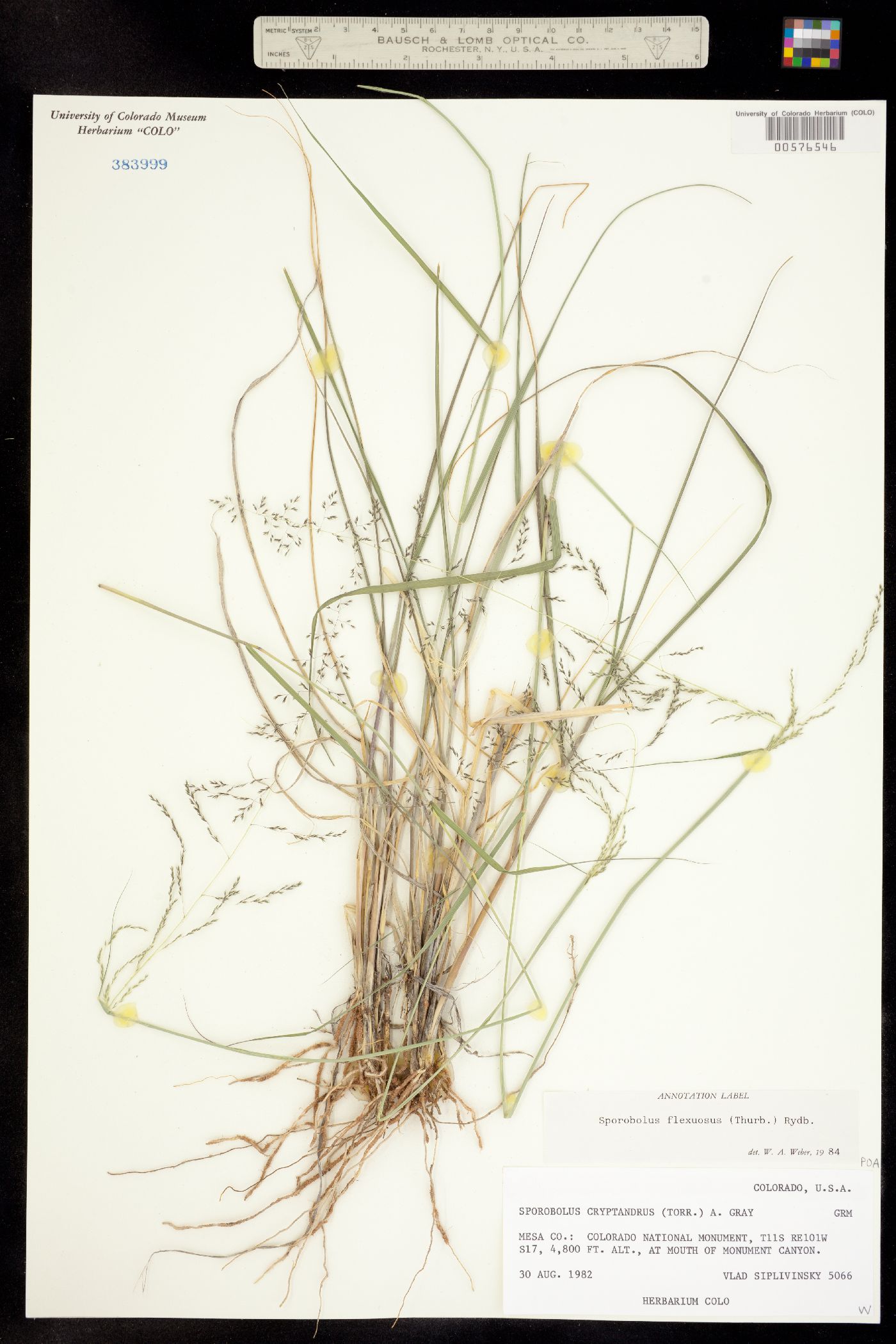 Sporobolus flexuosus image