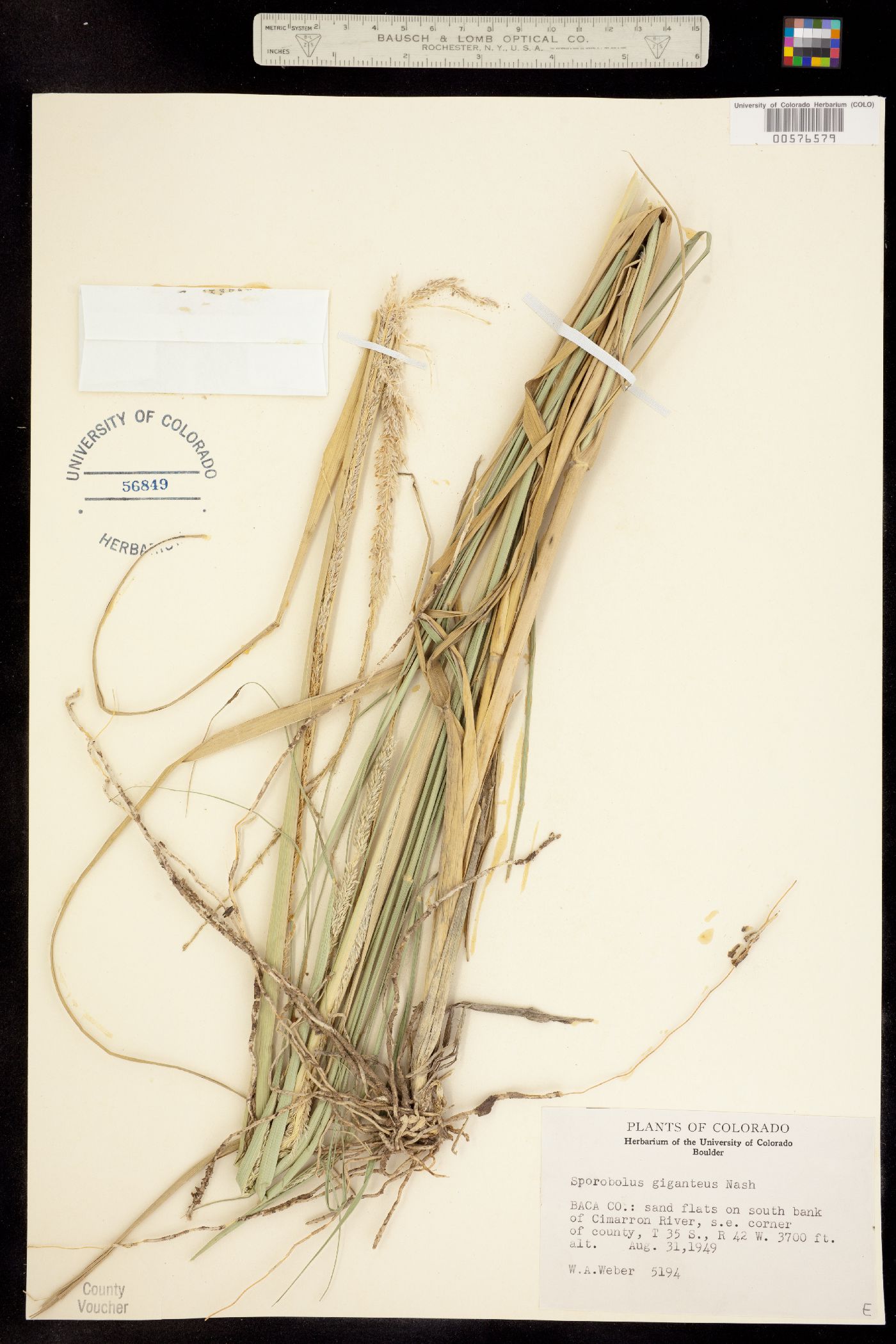 Sporobolus giganteus image