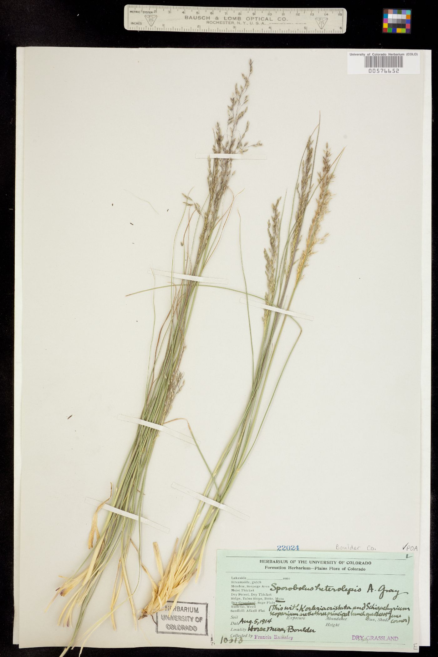 Sporobolus image