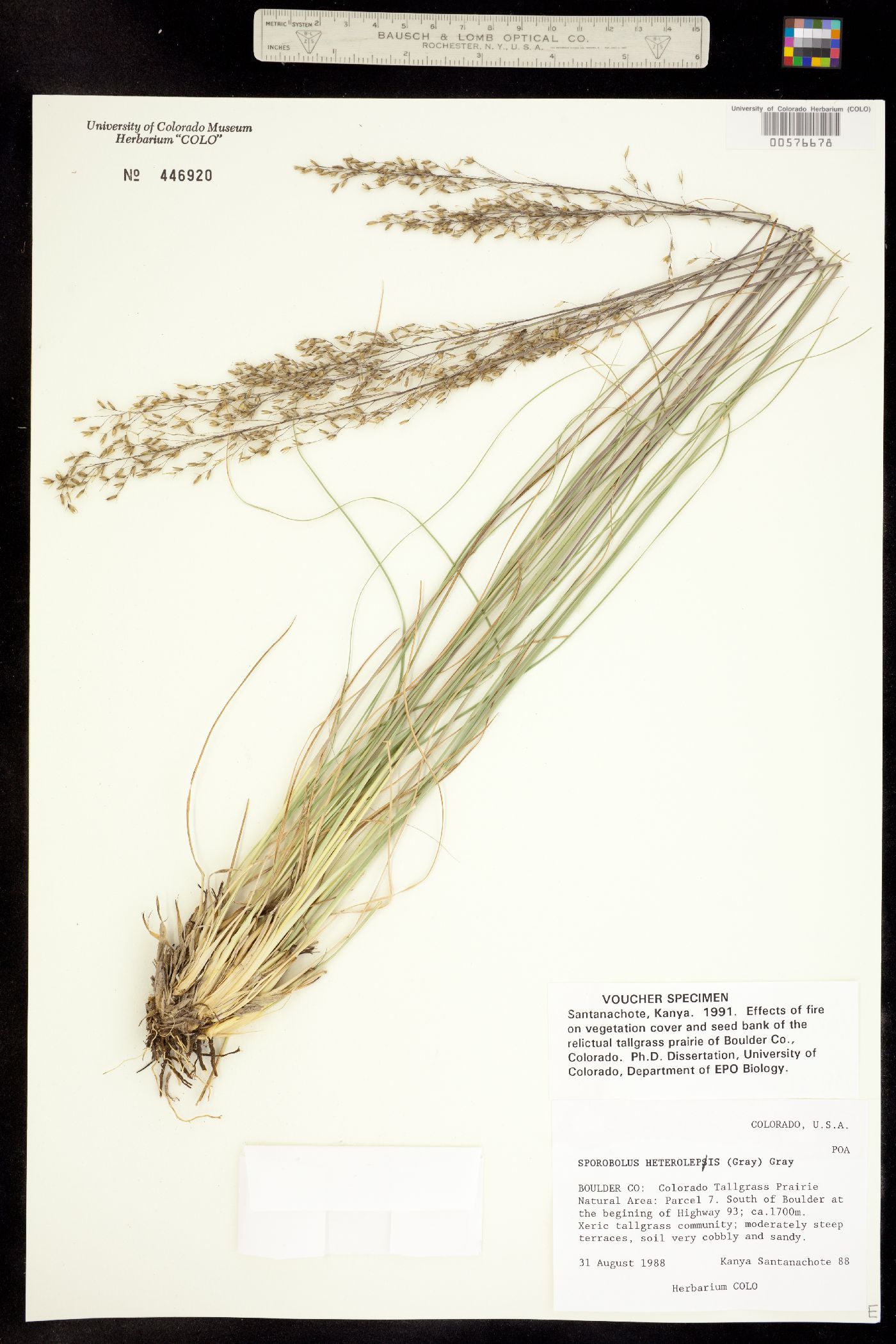Sporobolus heterolepis image