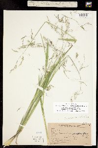 Torreyochloa pallida var. pauciflora image