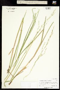 Image of Puccinellia californica