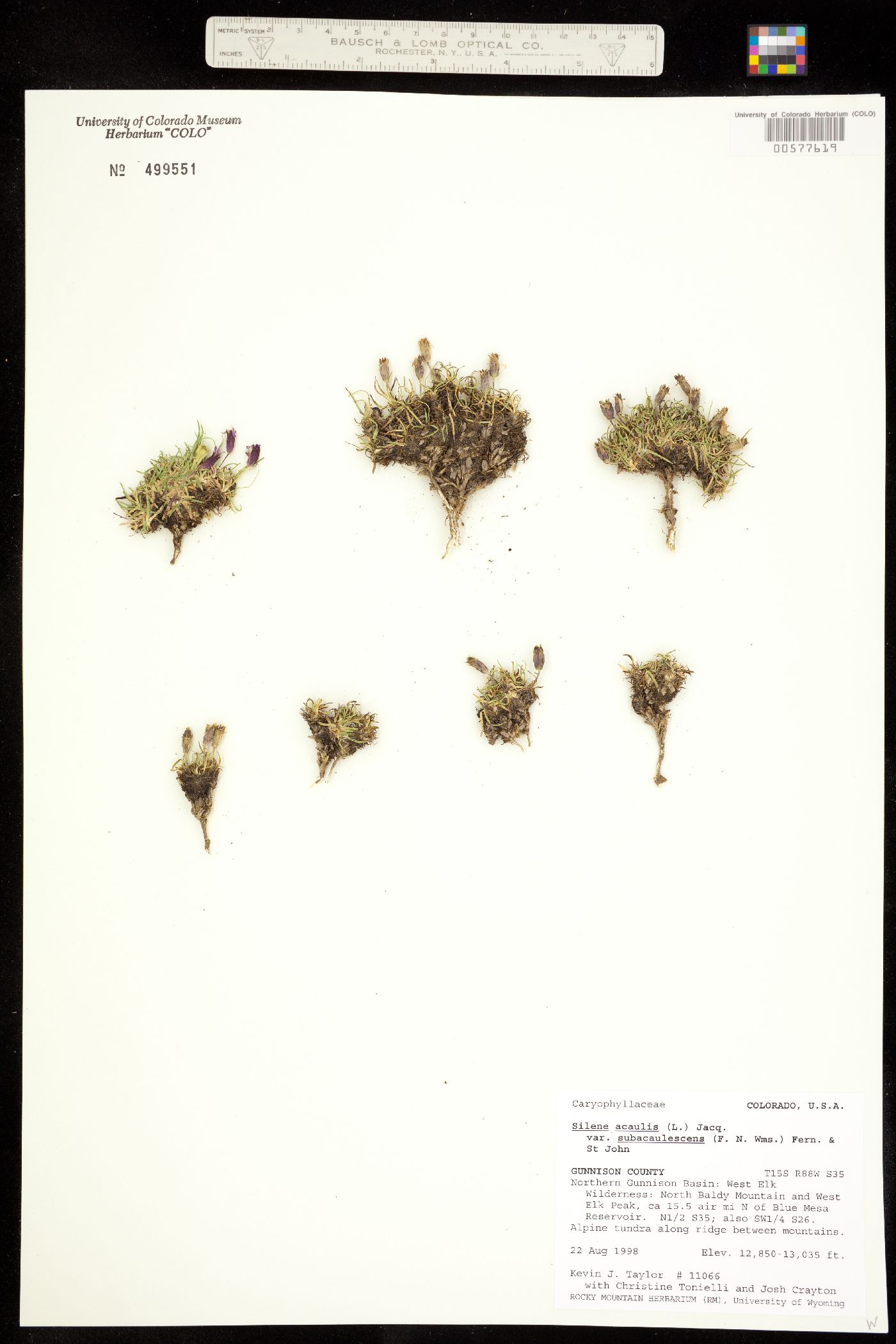 Silene acaulis image