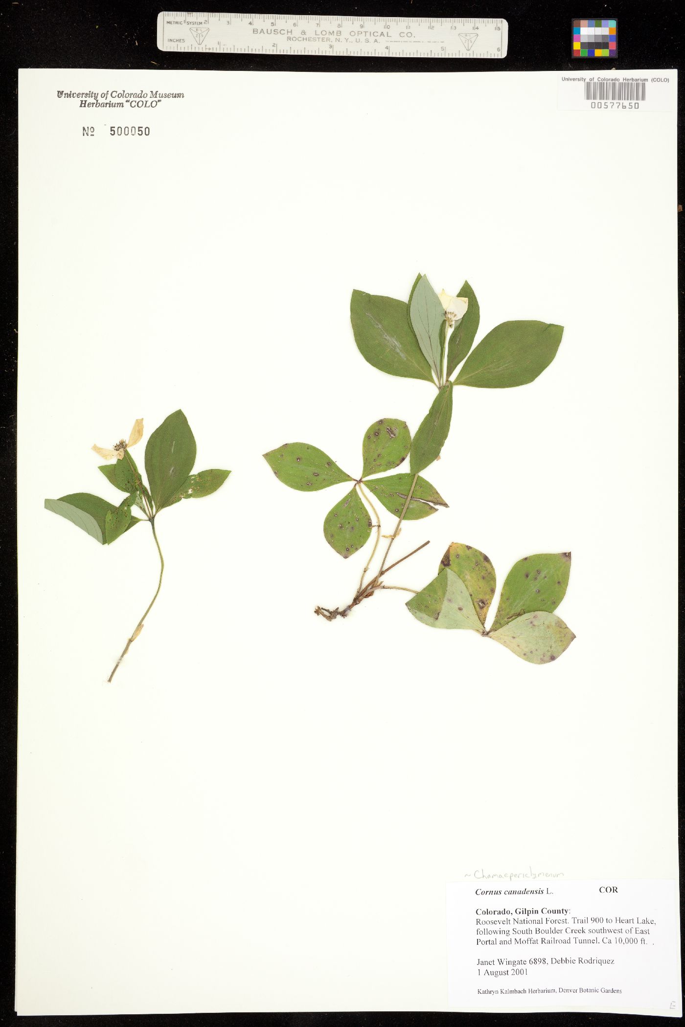 Cornus canadensis image