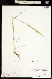 Trisetum montanum image