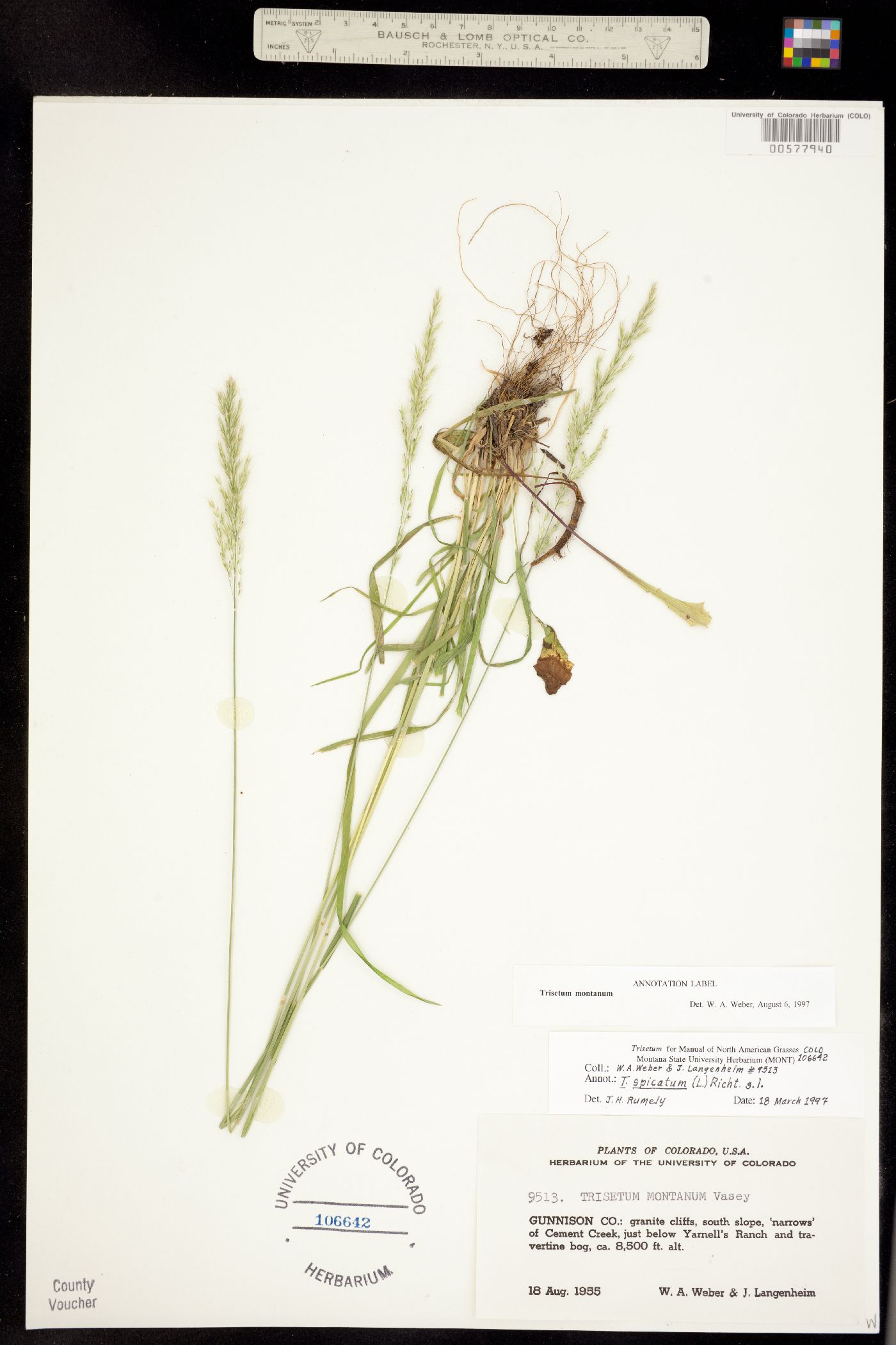 Trisetum montanum image