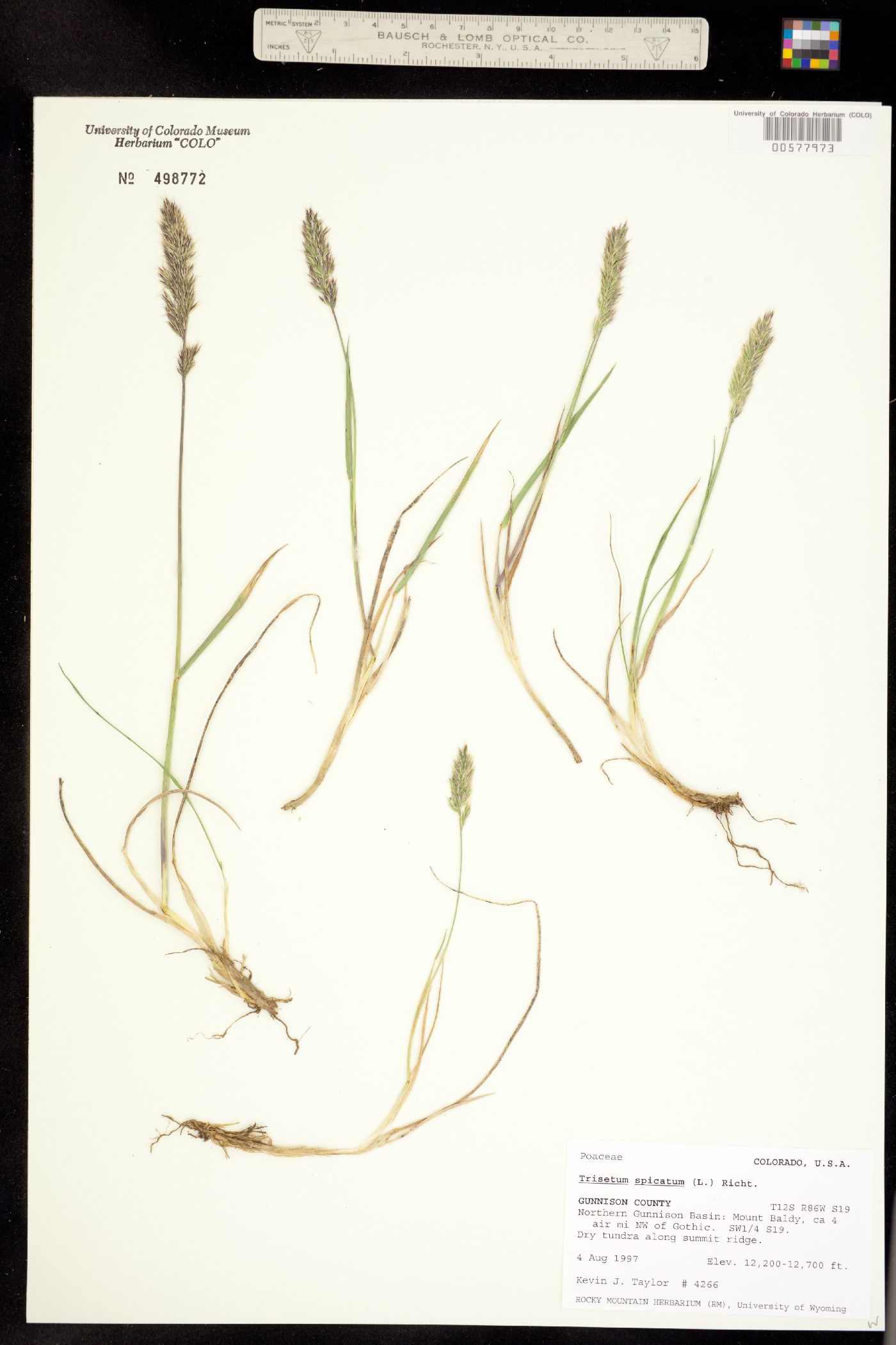 Trisetum spicatum image