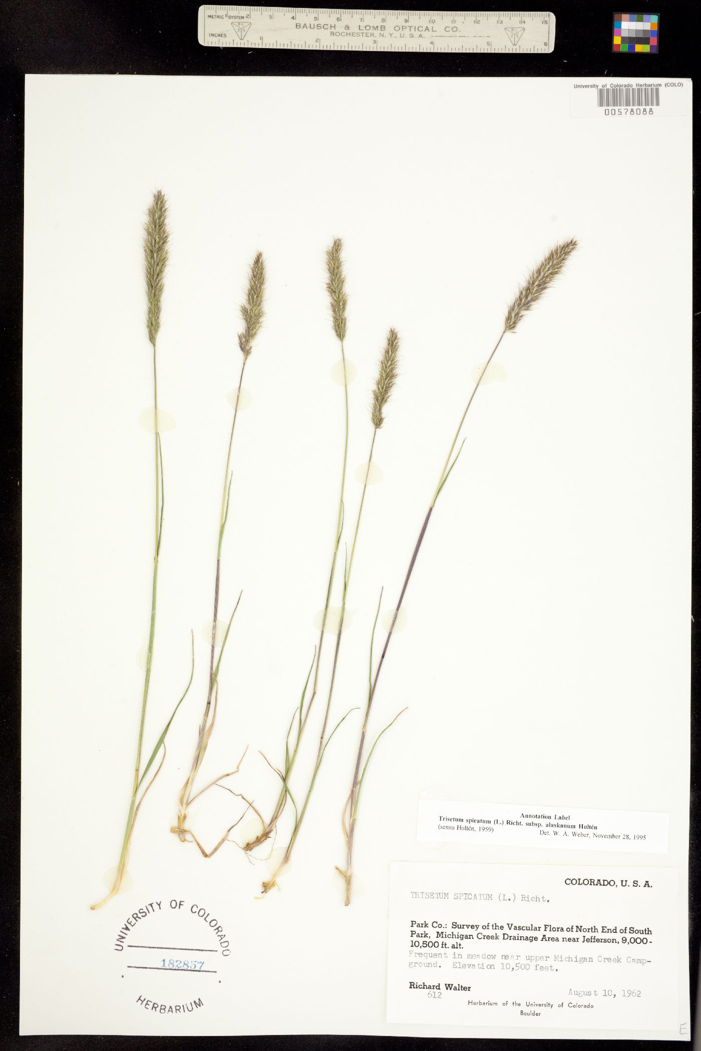 Trisetum spicatum image