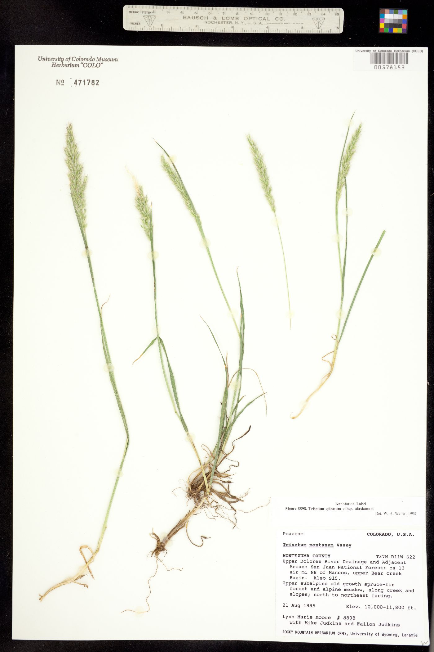 Trisetum image