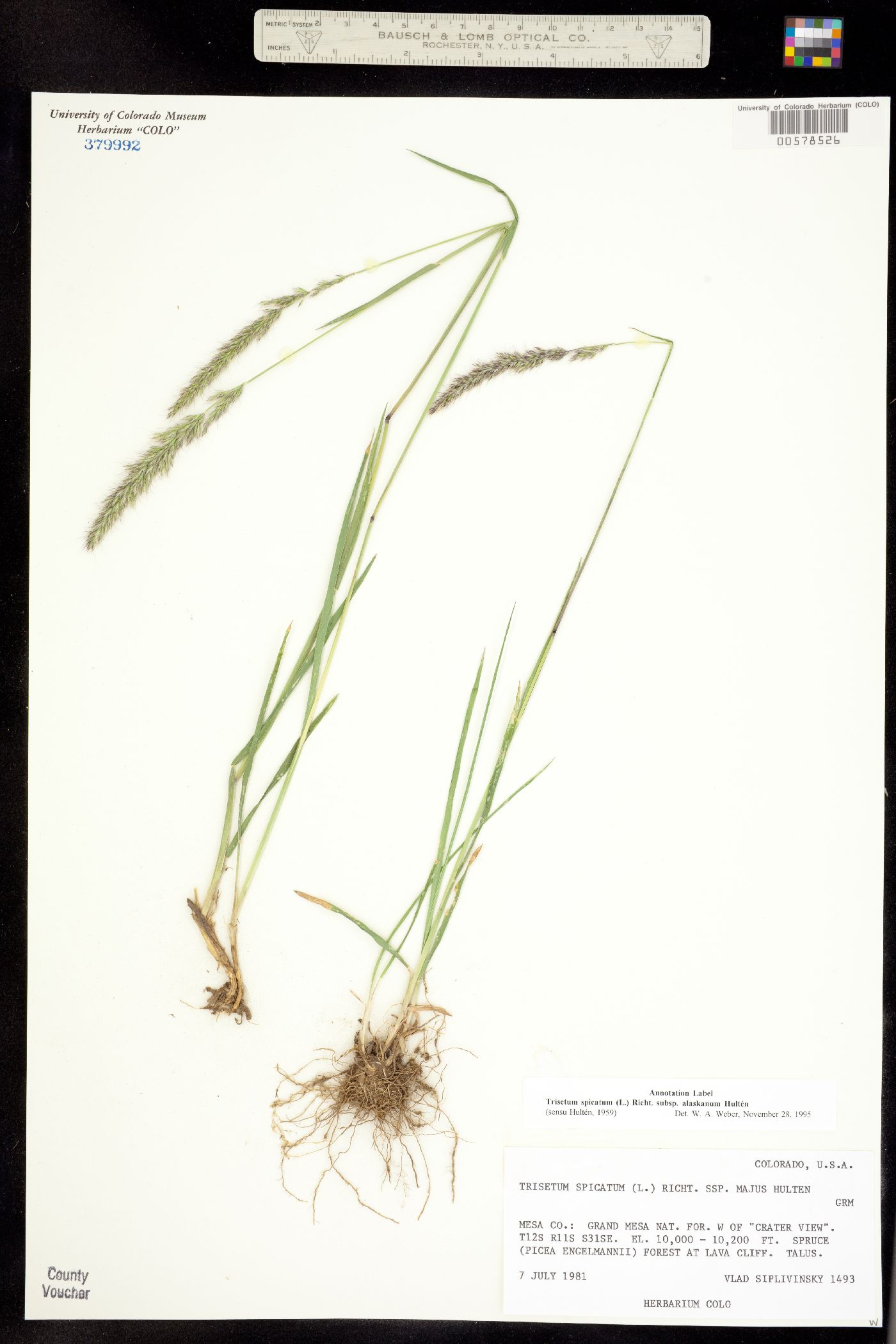 Trisetum spicatum image