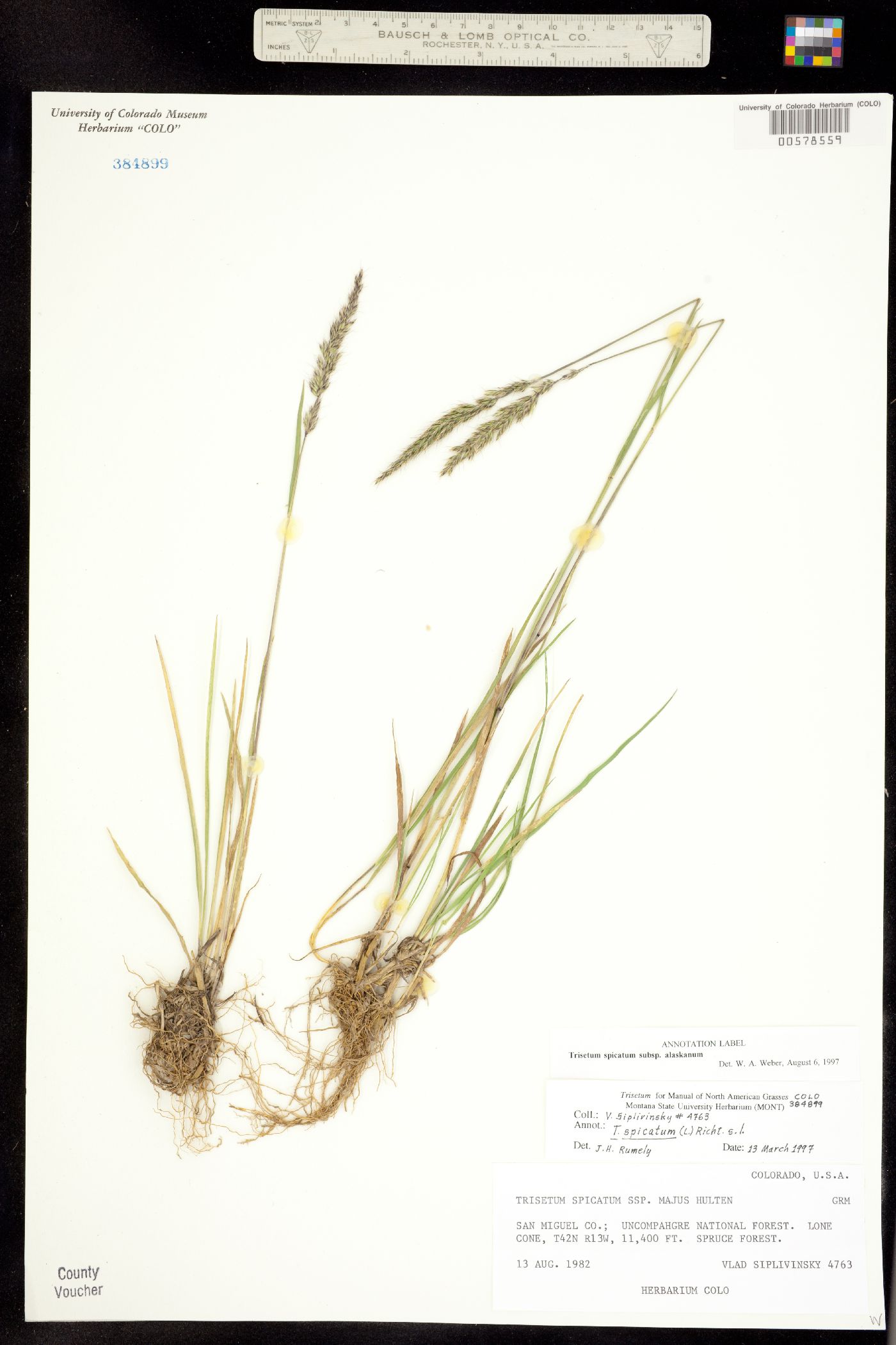 Trisetum image