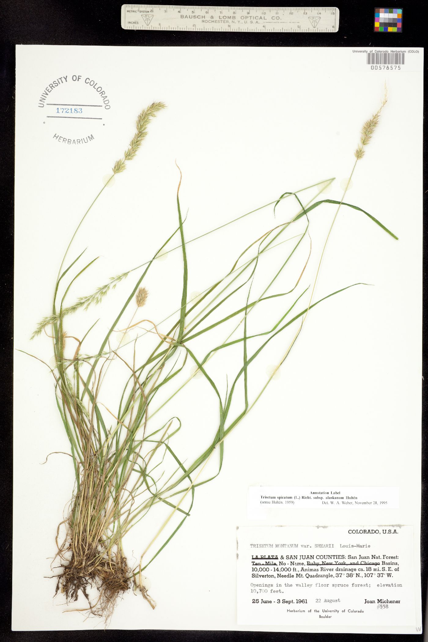 Trisetum spicatum image