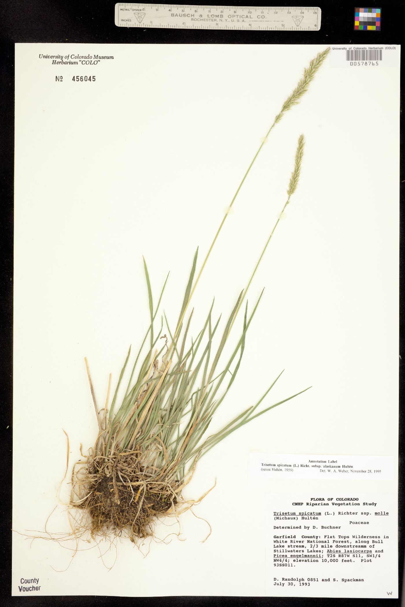 Trisetum spicatum image