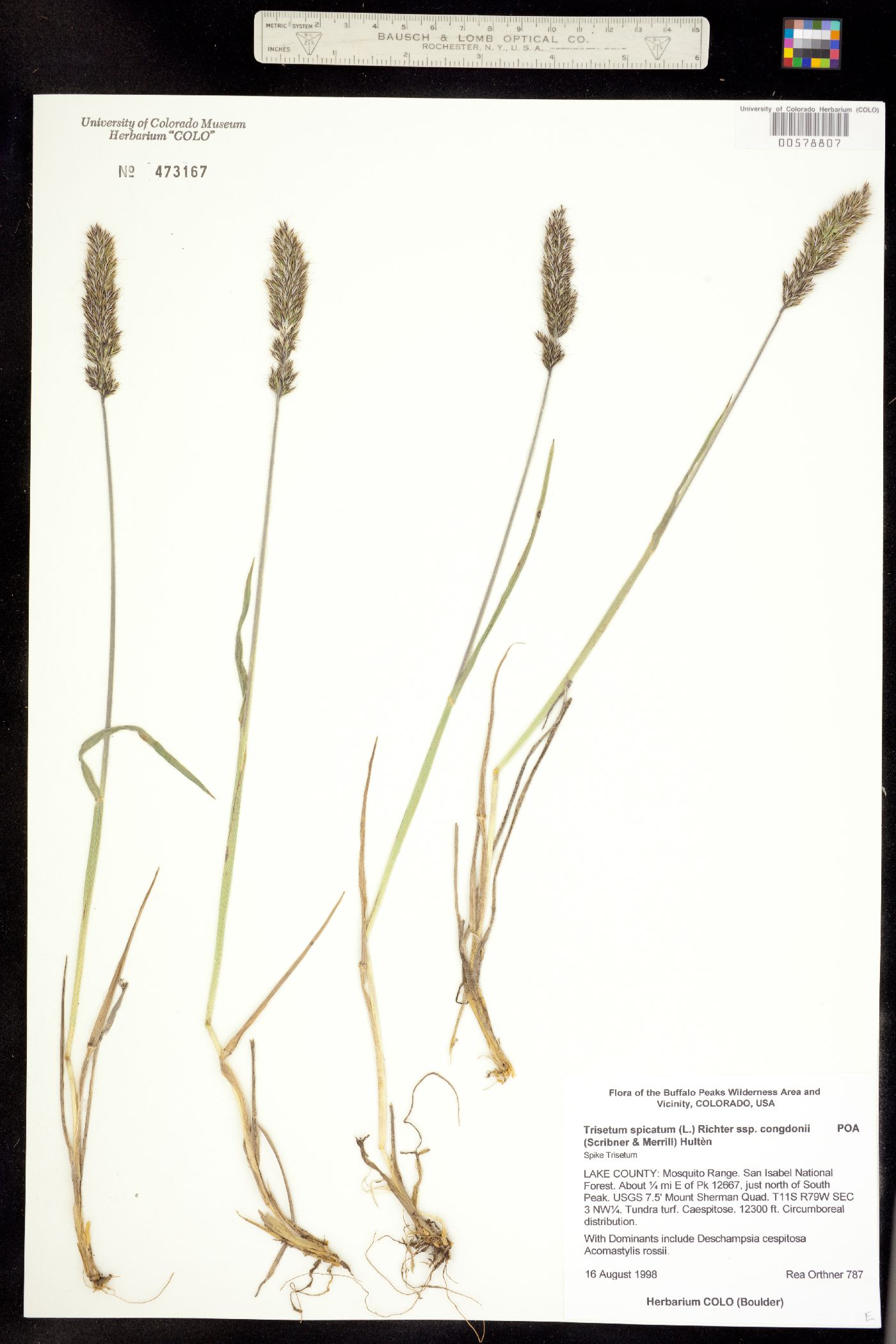 Trisetum spicatum image