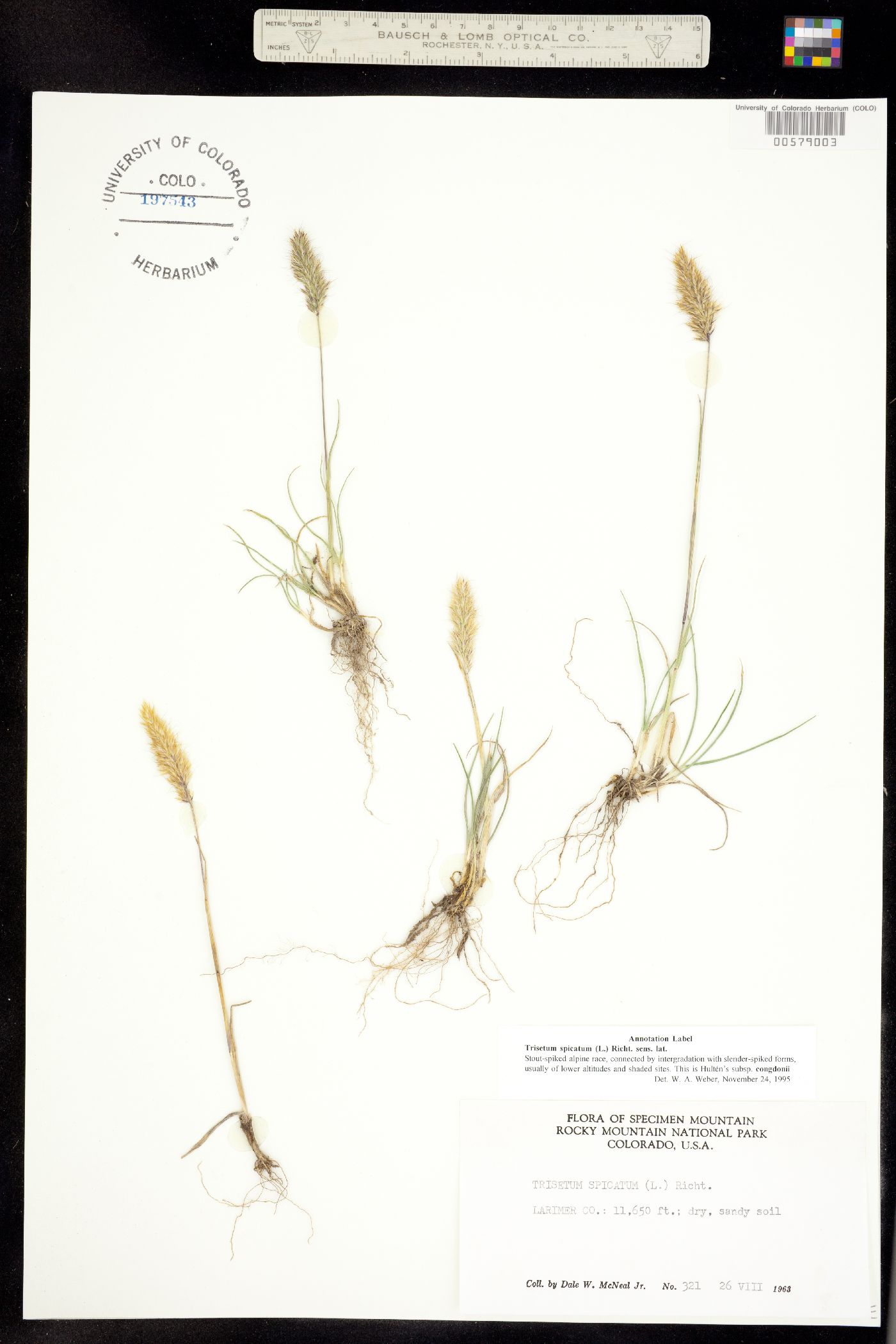 Trisetum spicatum image