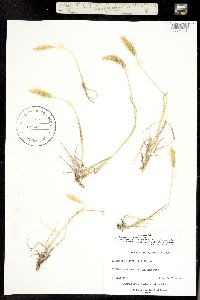 Trisetum spicatum image