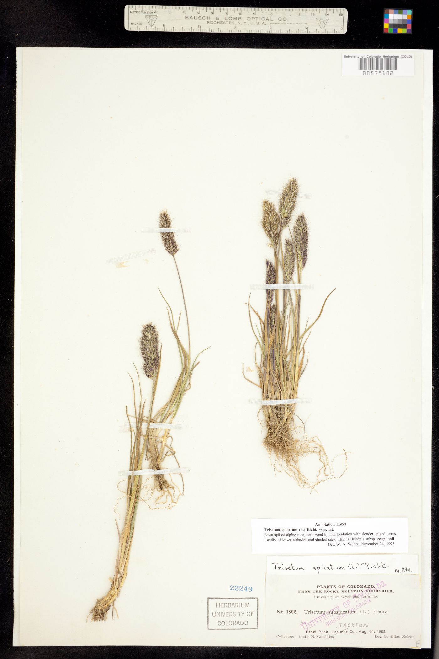 Trisetum spicatum image