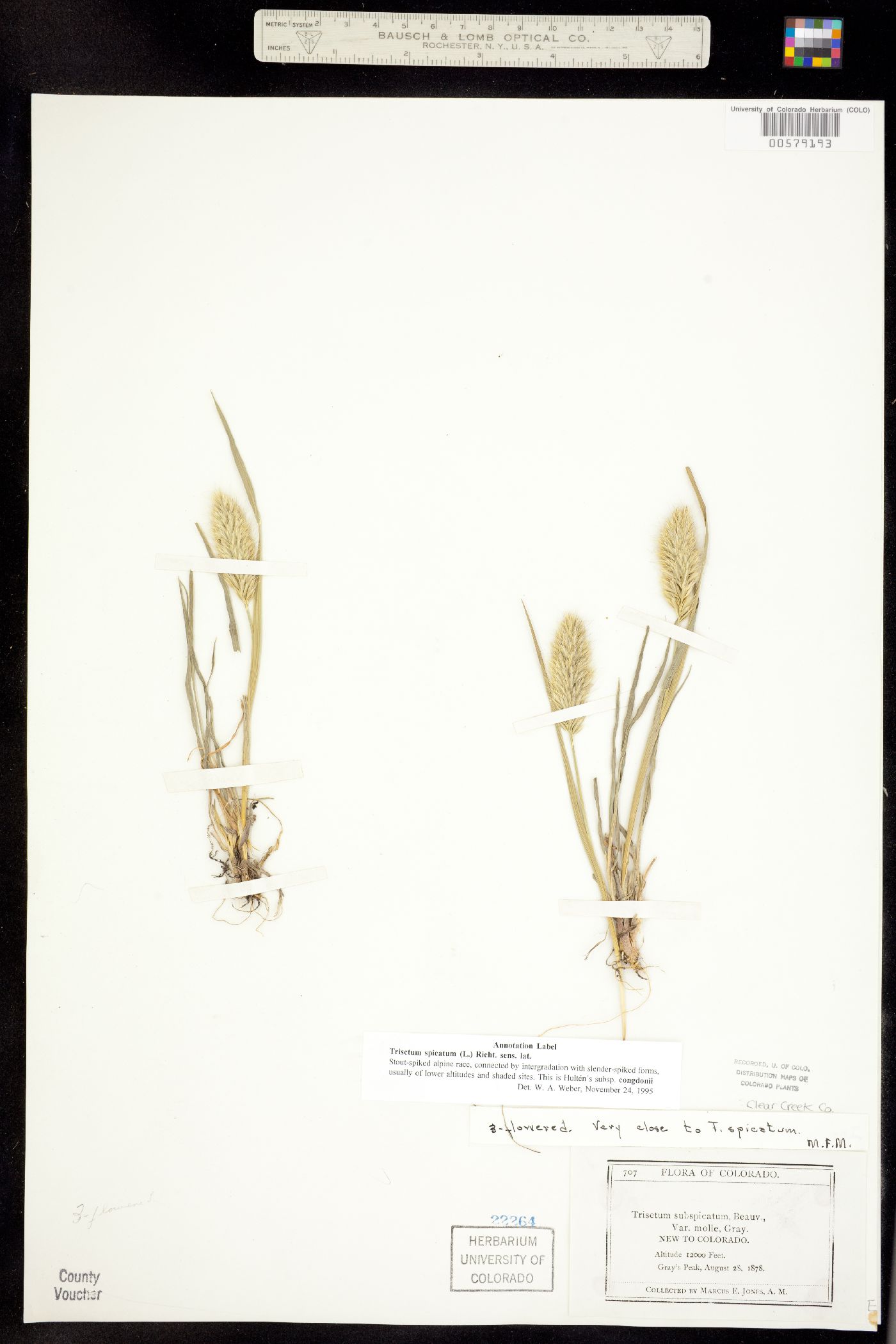 Trisetum spicatum image