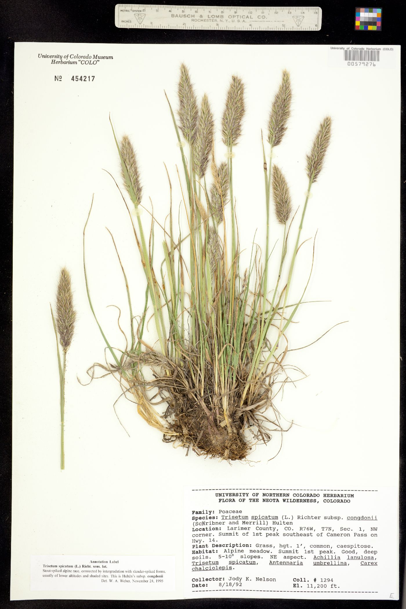 Trisetum spicatum image