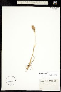 Trisetum spicatum image