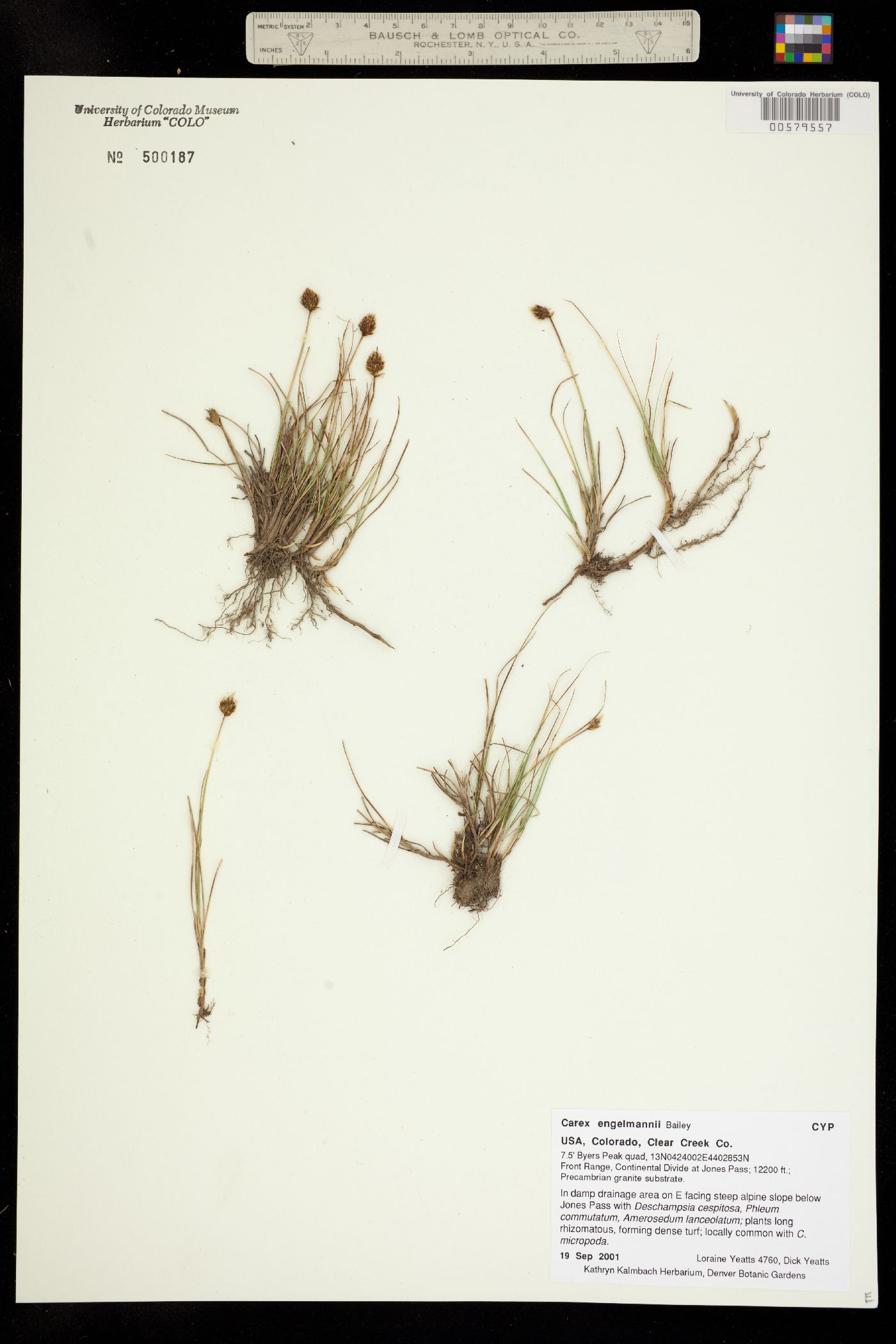 Carex engelmannii image