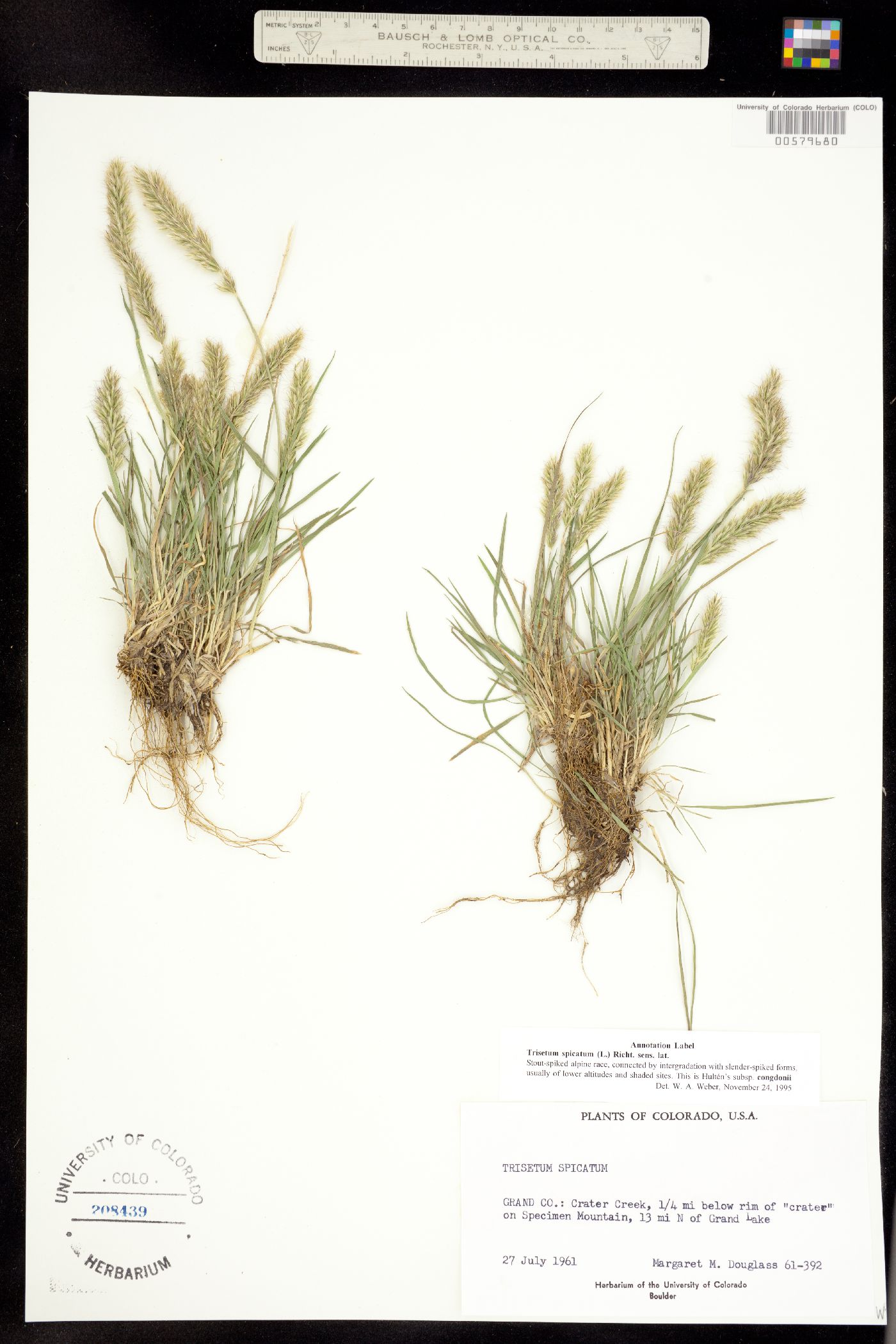 Trisetum spicatum image