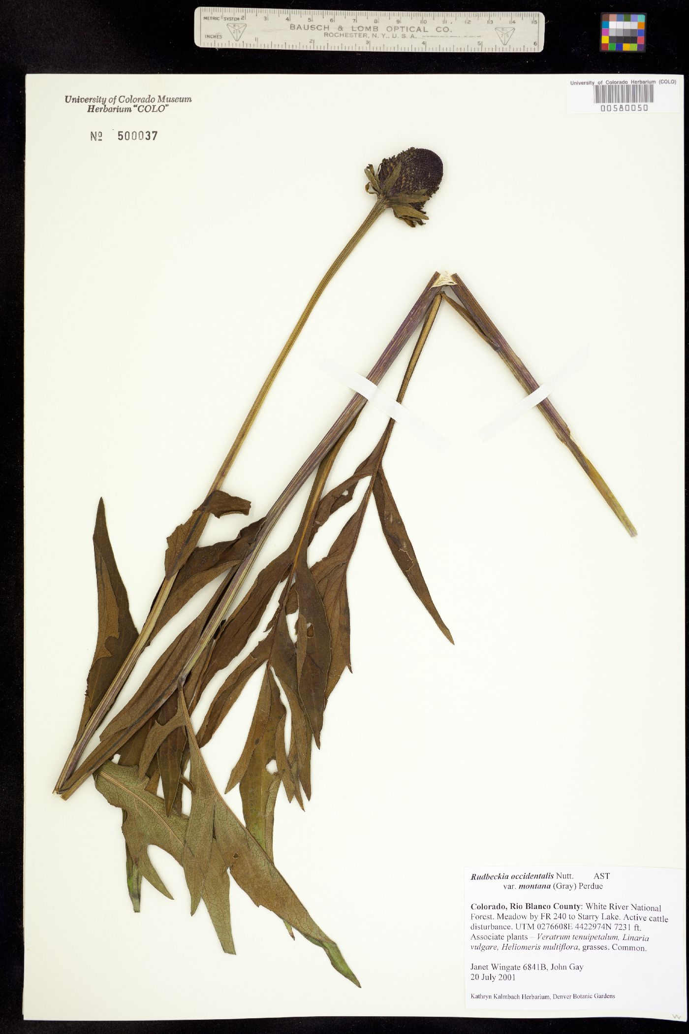 Rudbeckia occidentalis image