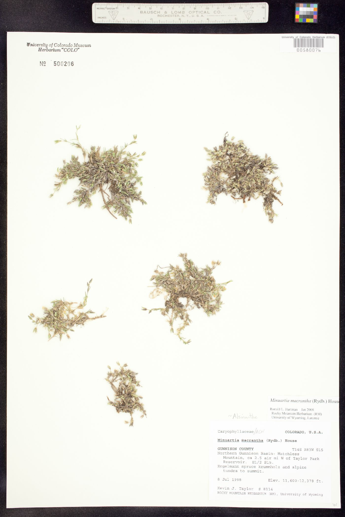 Alsinanthe macrantha image