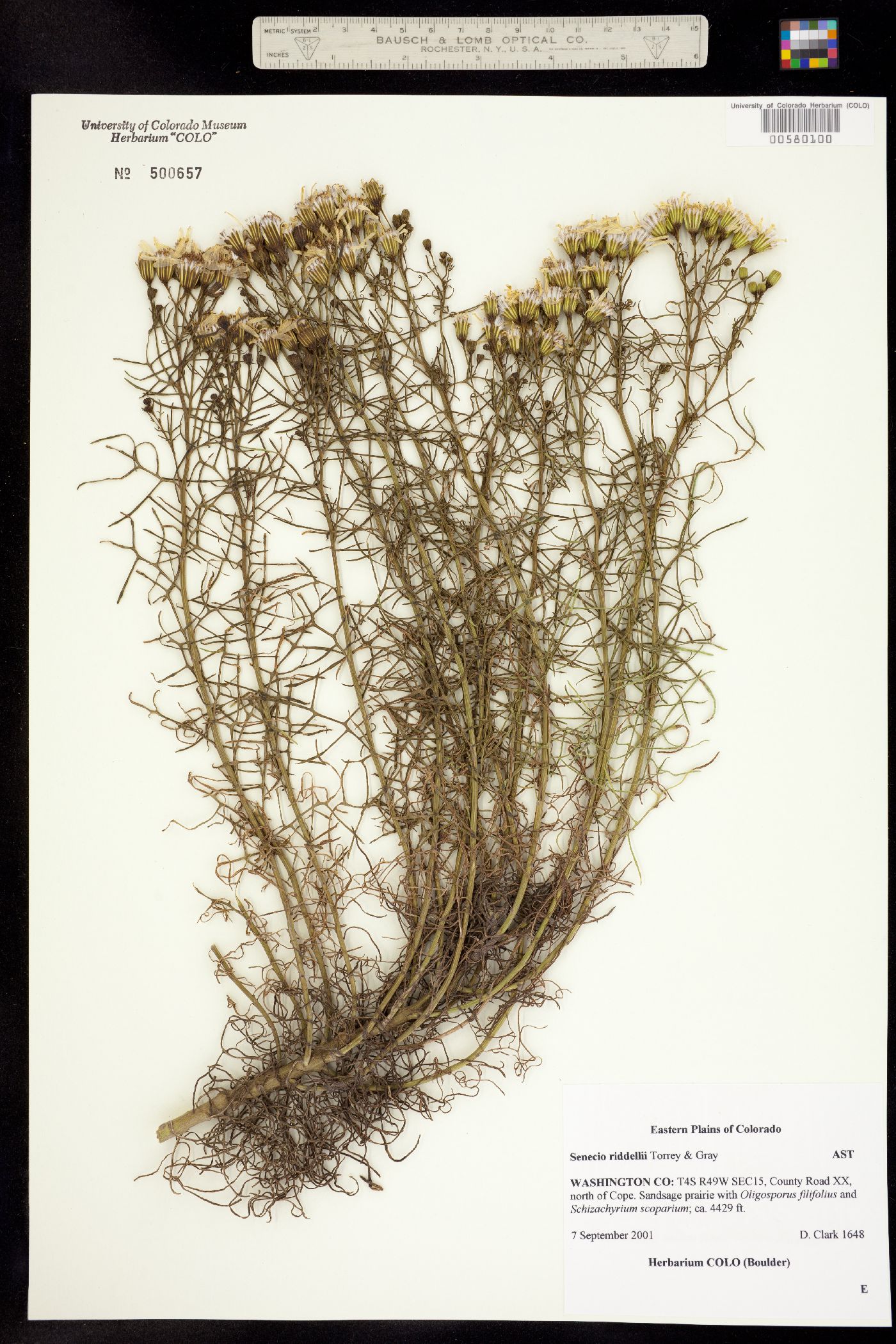 Senecio riddellii image