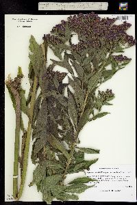 Vernonia baldwinii ssp. interior image