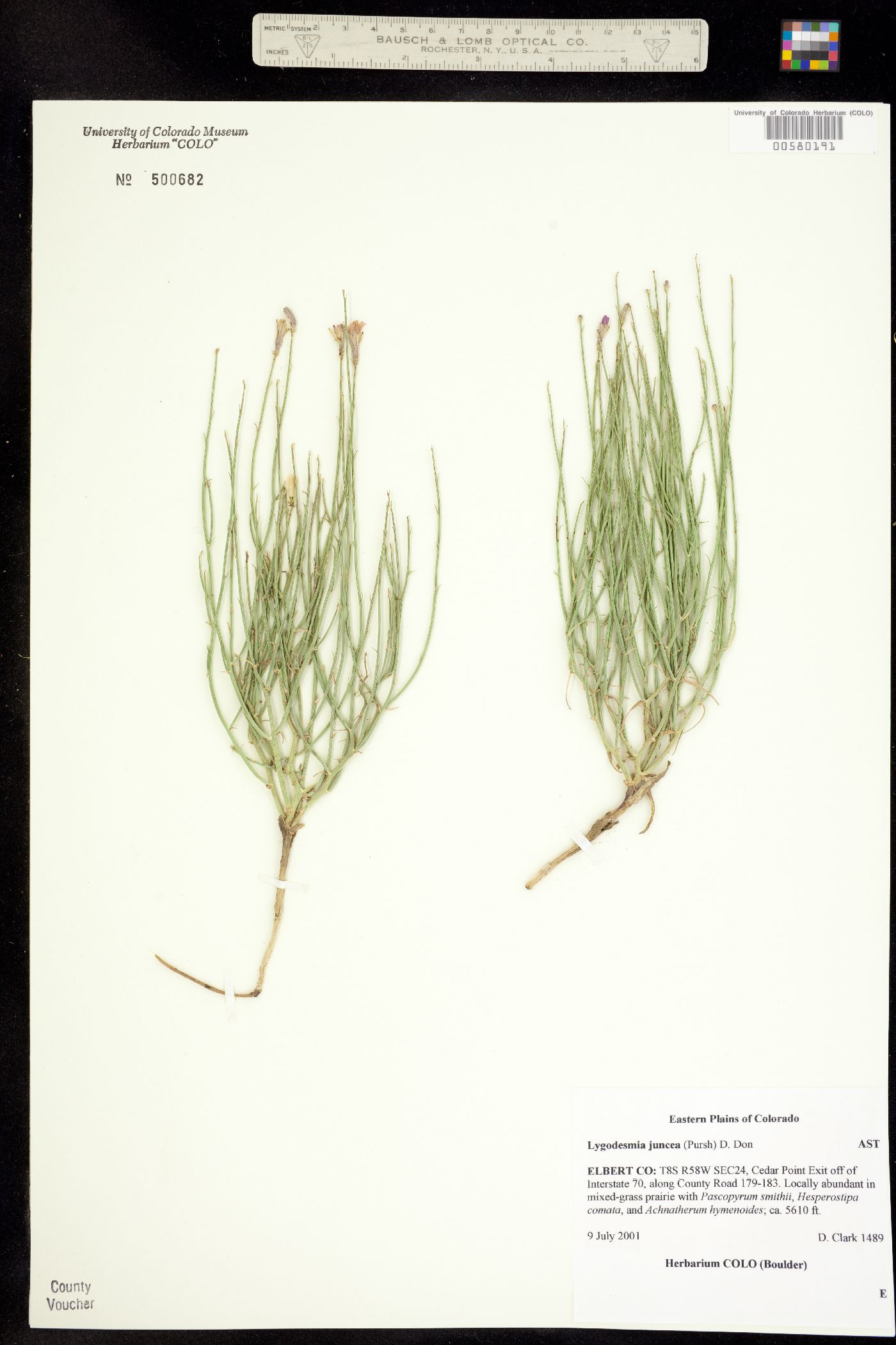 Lygodesmia juncea image