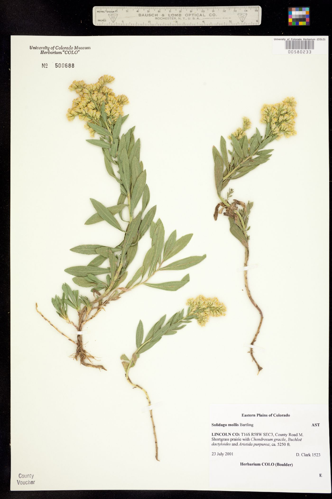 Solidago image
