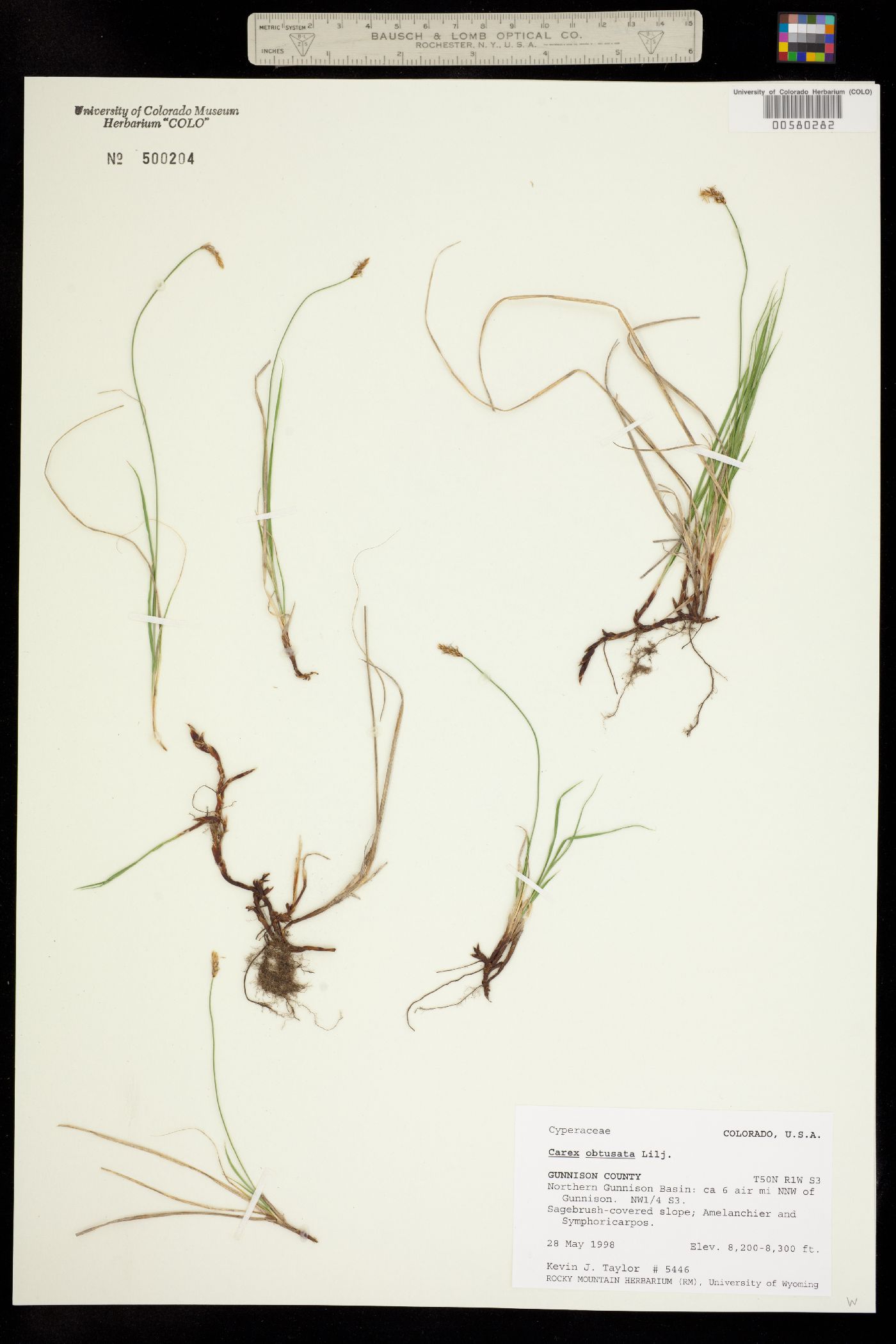 Carex obtusata image