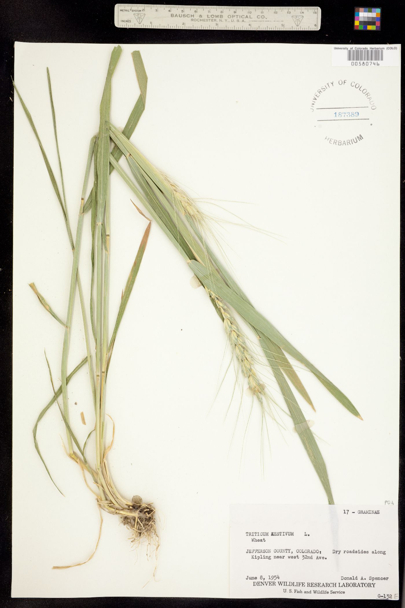 Triticum image
