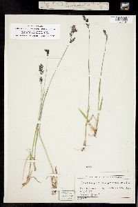 Vahlodea atropurpurea ssp. paramushirensis image