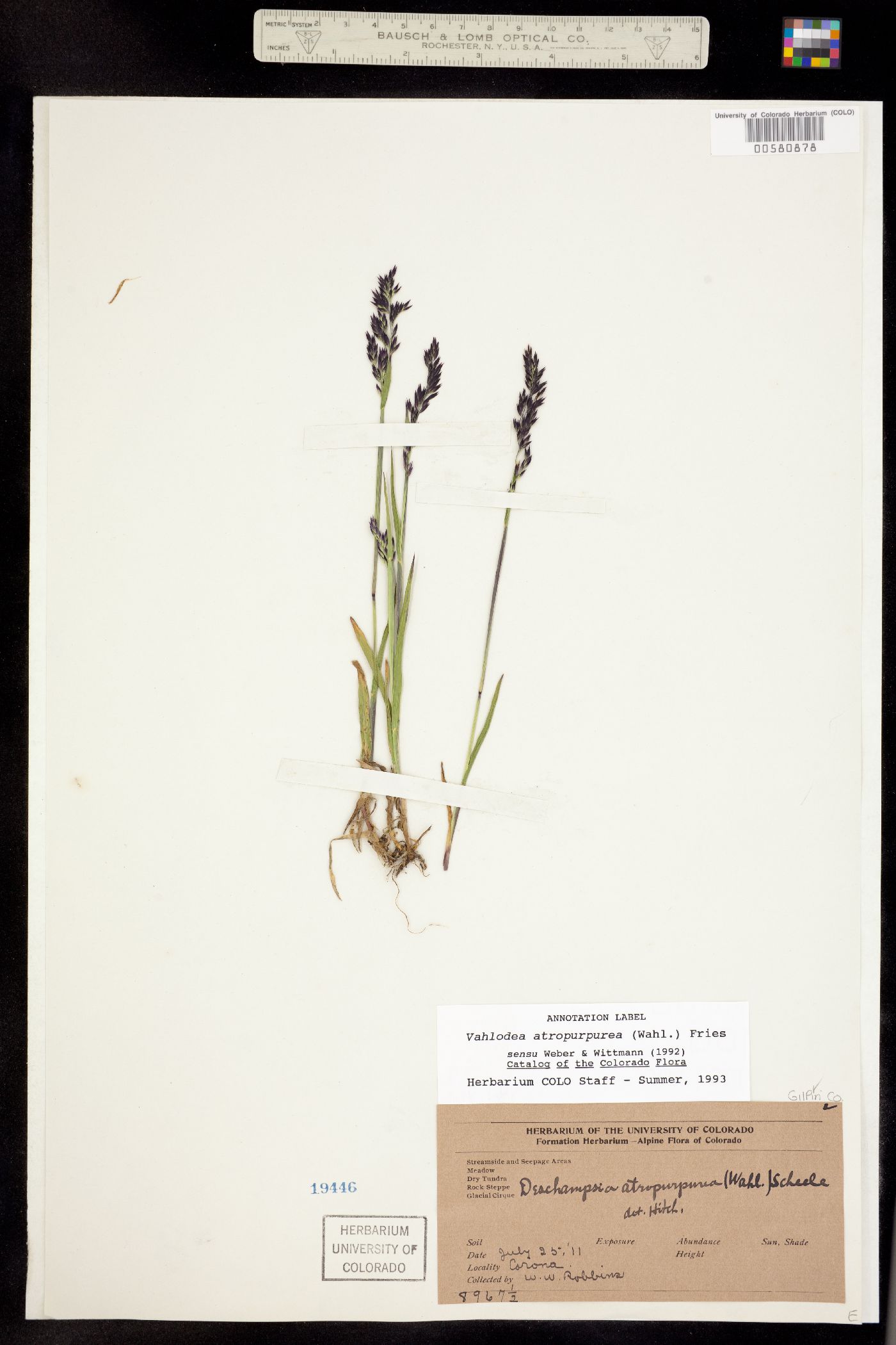 Vahlodea atropurpurea ssp. paramushirensis image