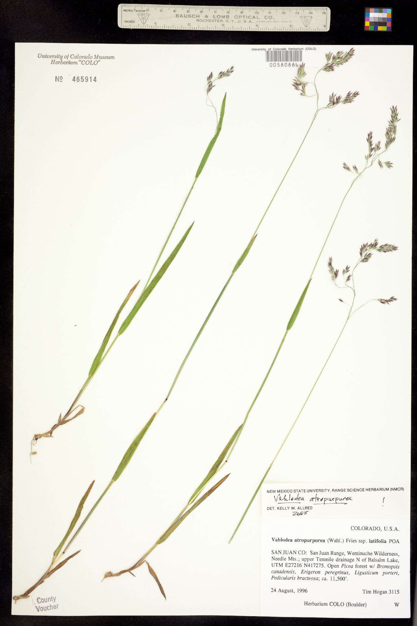 Vahlodea atropurpurea image