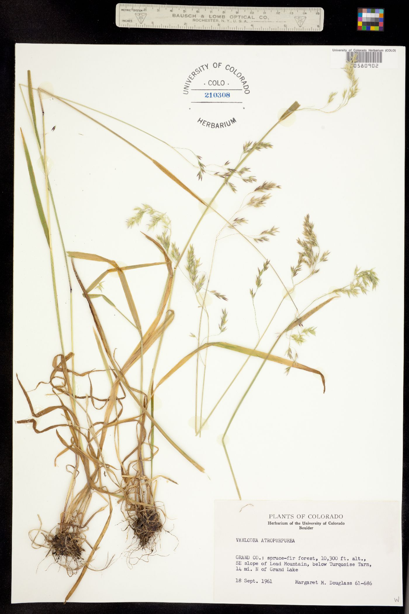 Vahlodea atropurpurea image