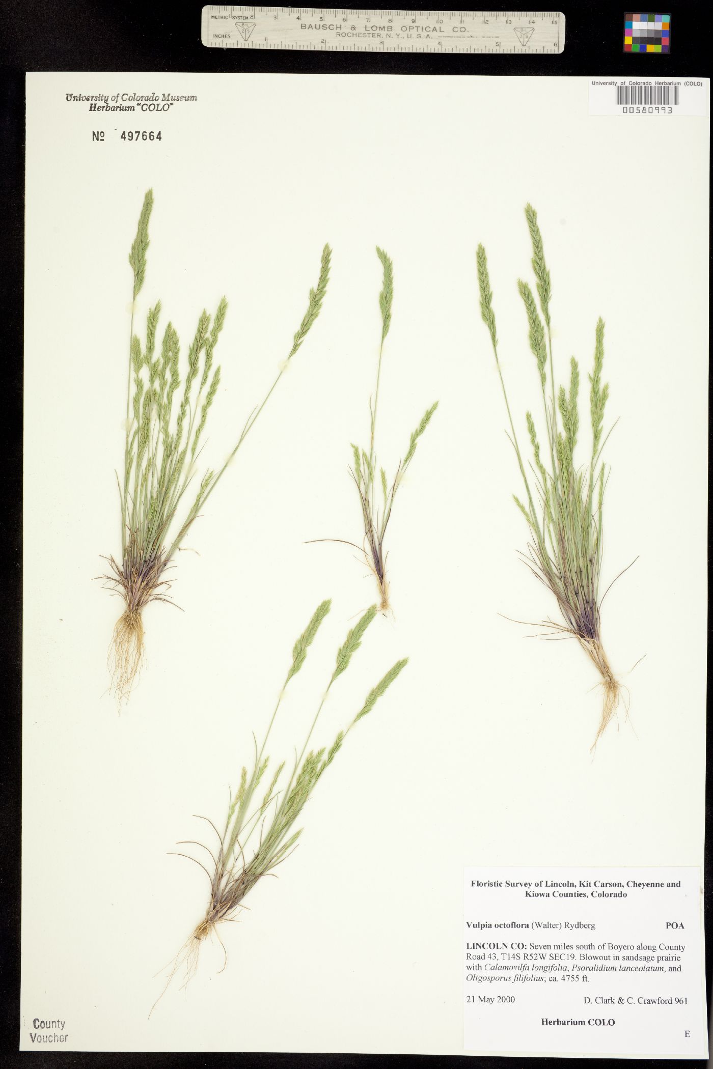 Vulpia octoflora image