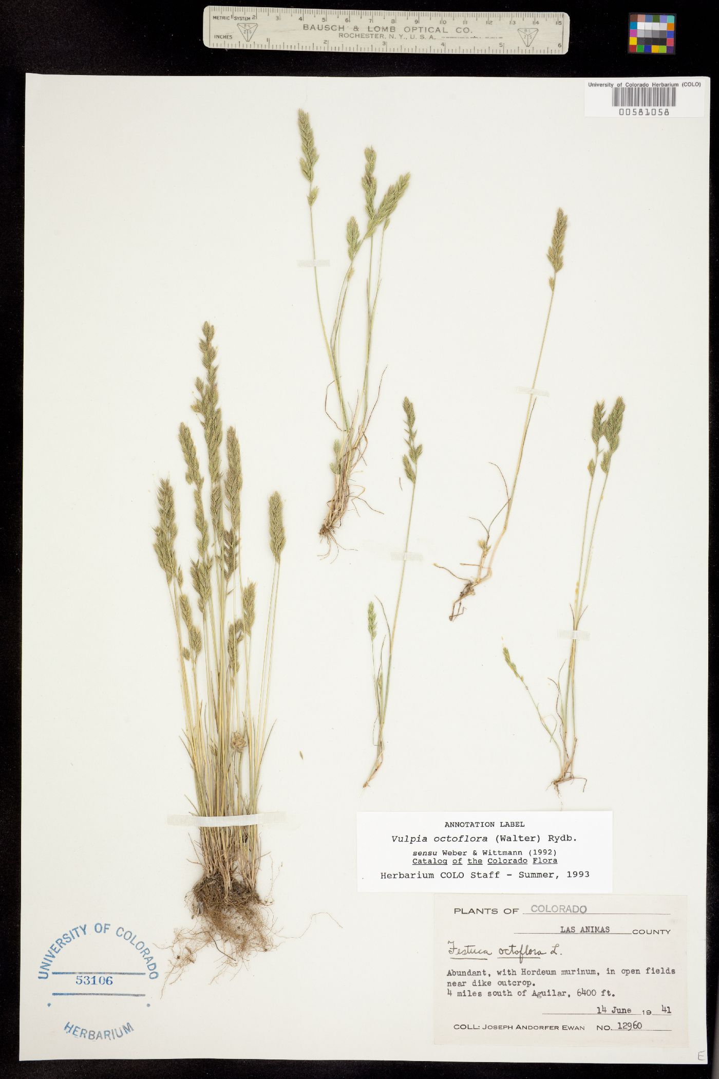 Vulpia octoflora image
