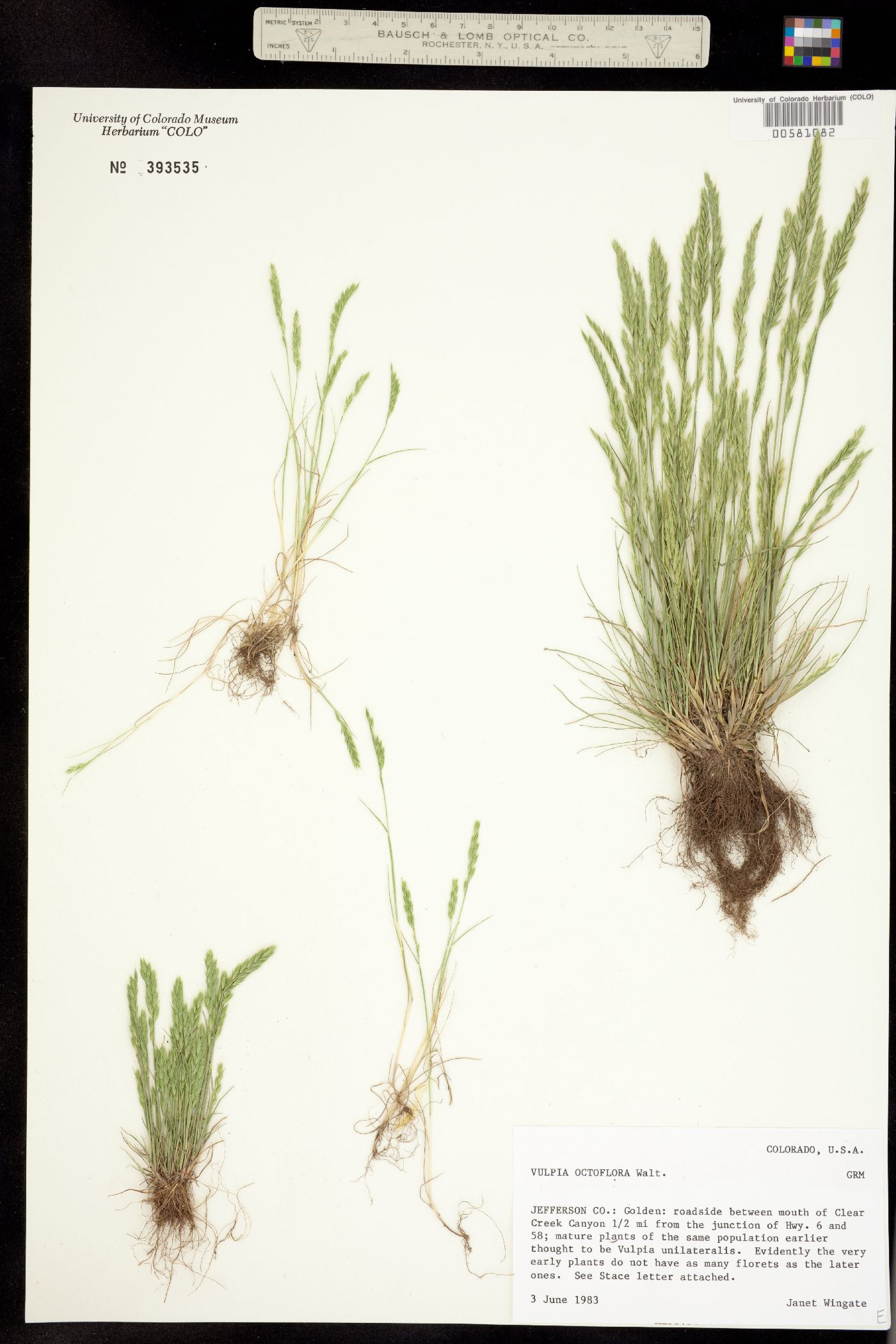 Vulpia octoflora image